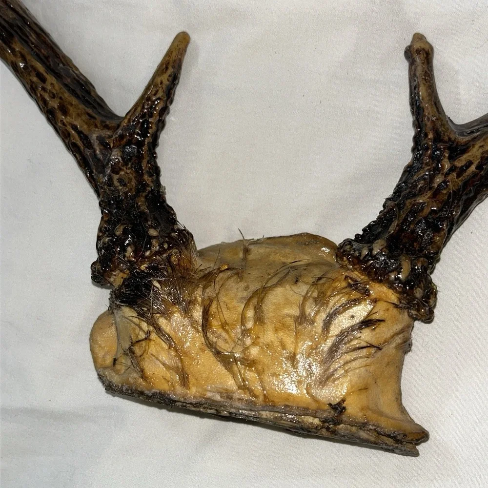 Genuine Deer Antlers Small 7 point Man Cave Decor Antler Polished‎ Hunters Skull